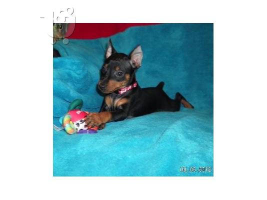 χαριτωμένος και αξιολάτρευτο κουτάβι Pinscher για υιοθεσία...